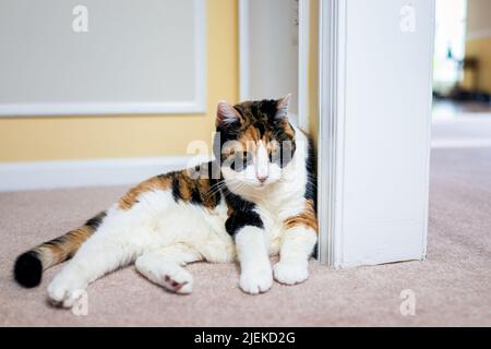 Closeup of cute old calico cat lying down on carpet floor of house home apartment living room by wall corner with white fur Stock Photo