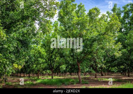 La Luz, New Mexico town near Alamogordo with large pistachio trees farm rows growing and nobody during sunny summer day and red soil Stock Photo