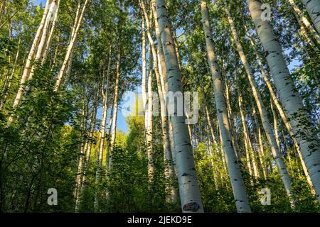 Aspen forest trees grove in golden yellow morning sunrise sunlight in summer on Snowmass Lake hike trail in Colorado low angle view looking up on tall Stock Photo