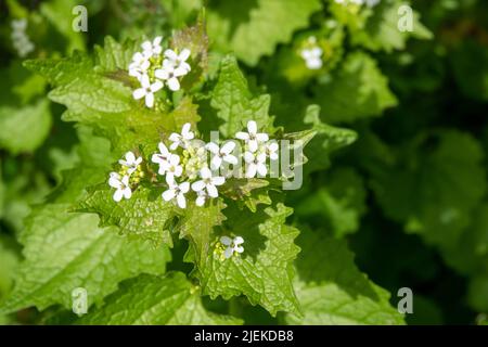 clusters of small white flowers and heart shaped leaves of garlic mustard plant also known as jack by the hedge Stock Photo