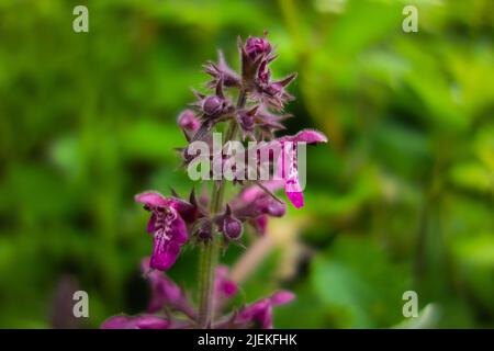 Purple Dead-nettle (Lamium purpureum) flower head with hairs on stem with other plants in the background Stock Photo