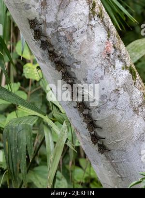 Bats on a tree in Lake Gutan, Panama. Stock Photo