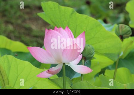single pale pink Indian lotus (Nelumbo nucifera) flower and buds with leaves Stock Photo
