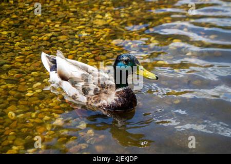 Image of an animal a wild drake and a duck sail on a pond Stock Photo