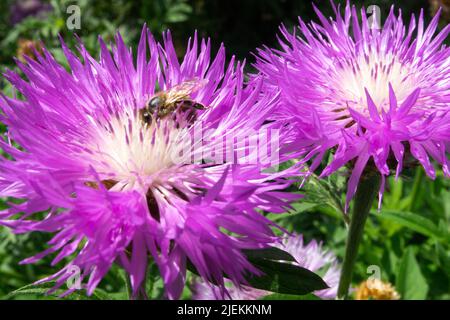 Bee in flower Centaurea dealbata Bee summer flower Stock Photo