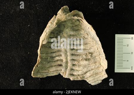 Leptodus nobilis americanus Girty. Stock Photo