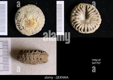 Hadrophyllum aplatus Cummins, 1890 Stock Photo - Alamy