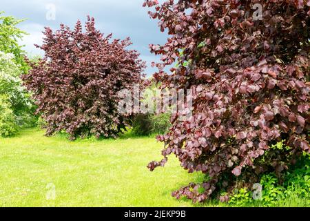 Turkish hazel tree Corylus colurna 'Granat' Turkish filbert Trees in the garden Stock Photo