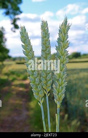 Arable farming in an era of global food crisis and shortages, following war in Ukraine and Climate Change Stock Photo
