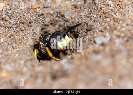 European beewolf (Philanthus triangulum), a solitary wasp species on sandy heath in Surrey, England, UK. Female at entrance to her nest burrow in sand Stock Photo