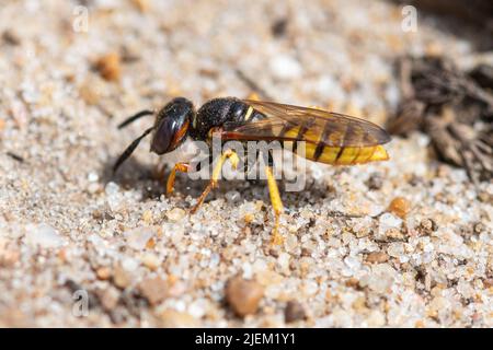 European beewolf (Philanthus triangulum), a solitary wasp species on sandy heath in Surrey, England, UK Stock Photo