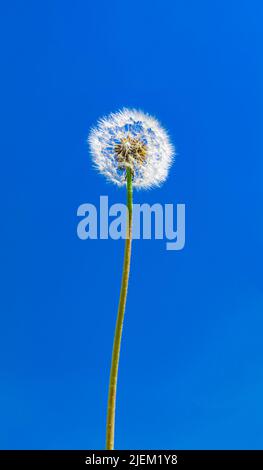 A dandelion seedhead, Taraxacum officinale Stock Photo