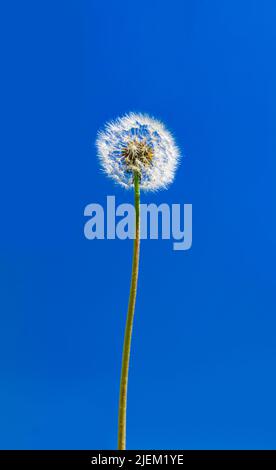 A dandelion seedhead, Taraxacum officinale Stock Photo