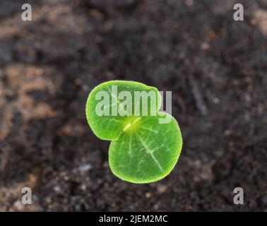 The first young fresh leaves of sprouted zucchini. Growing vegetables at home. Stock Photo