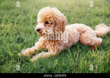 Apricot puppy, small poodle dog posing in front of camera. Small dog in cute pose laying on the grass background and resting. Stock Photo