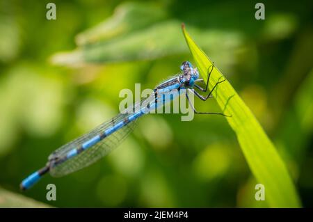 Common Blue damselfly holding on to the end of a reed Stock Photo