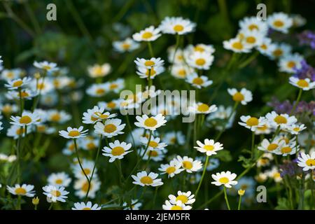 Daisy flower growing in a field or botanical garden on a sunny day outdoors. Marguerite or english daisies from chamomile plant species blossoming in Stock Photo