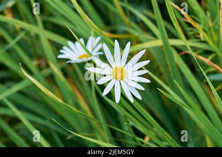 Daisy flower growing in a field or botanical garden on a sunny day outdoors. Marguerite or english daisies with white petals blooming in spring Stock Photo