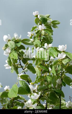 Cydonia oblonga 'Triumph', Tree, Quince, Flower, White, Blooms Stock Photo
