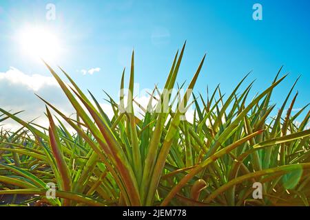 Closeup view of ananas lucidus plant leaves growing in empty field in Oahu, Hawaii in United States of America. Fresh red spineless pineapple bushes Stock Photo