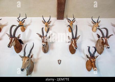 An interior view of animal heads on a wall in Nunnington Hall in Yorkshire, a stately home owned by the National Trust Stock Photo