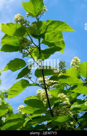Acer tataricum Tree Flowering Maple leaves on branch blooms Stock Photo