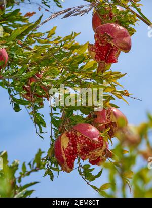 Closeup of ripe pomegranate hanging on branch in the garden outside while isolated against blue sky. Group of fresh and healthy fruit growing in the Stock Photo