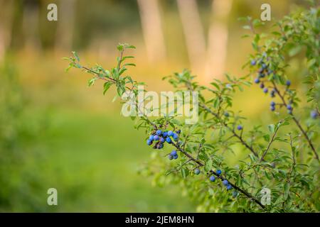 Blueberries with copyspace growing organically in a thriving and lush green garden or field on a sunny day outdoors. Juicy, fresh and sweet seasonal Stock Photo