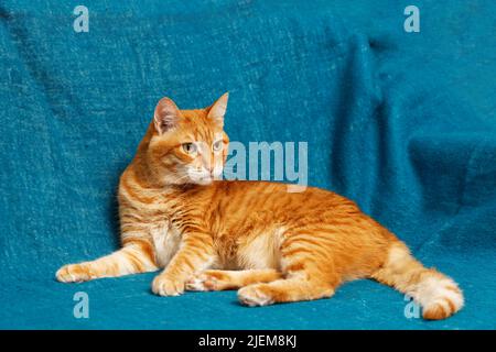 Portrait of ginger cat on blue textile background. Copyspace. Stock Photo