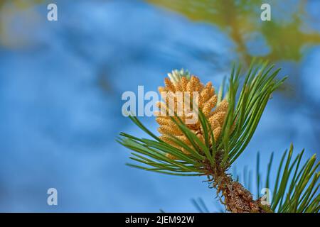 Closeup of yellow pinus massoniana plant growing on a fir and cedar tree isolated against a blue sky background with bokeh copy space. Green pine Stock Photo