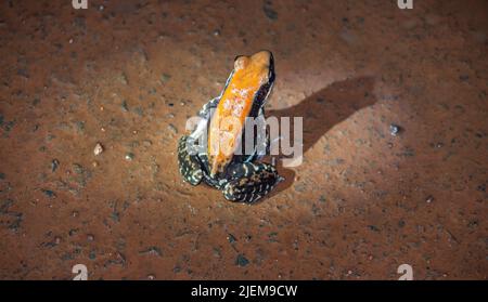 Fungoid frog, Maharashtra, India. Hylarana malabarica frog species in the family poison dart Colourful frog Stock Photo