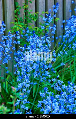 Bluebell, Scilla Siberica, blue flowers. Landscape plant can be invasive. Squill spreads itself and is cold tolerant Starry flora often found in Stock Photo