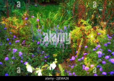 Overgrown garden with various plants. Lush green backyard with red flowering bushes and bright purple blooms. Different herbs and wild flowers growing Stock Photo