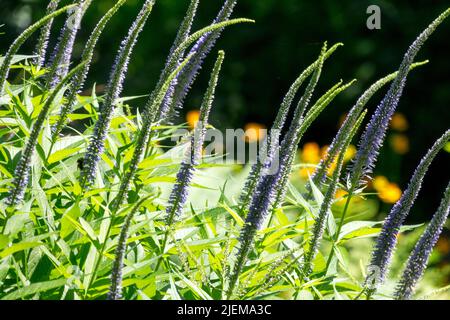 Long spikes of Veronicastrum virginicum 'Apollo' in garden Culver's Root Stock Photo