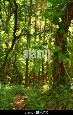 Trees of the green lush rainforest in Hawaii, USA. Footpath through a jungle forest as the sun peeks through trees in the summertime. Rays light into Stock Photo