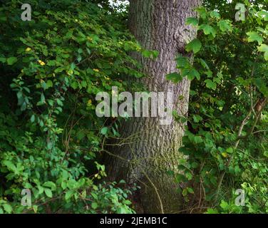 Scenic forest of fresh green deciduous trees with the sun casting its rays of light through the foliage. The forest has birch trees on both sides with Stock Photo