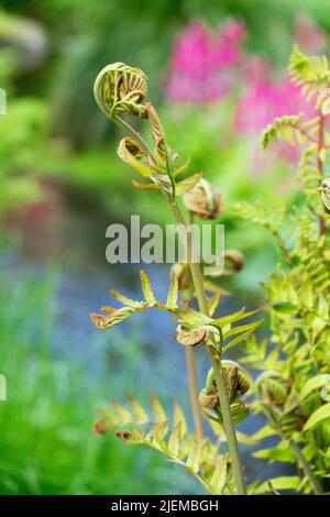 Osmunda regalis Royal Fern, Spring Unfurling Frond In Garden fern scene Stock Photo