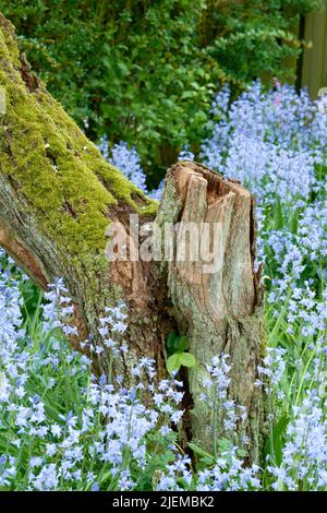 Moss covered wooden tree stump with blossoming bush of vibrant bluebell flowers in background. Serene, peaceful private home backyard with blue scilla Stock Photo