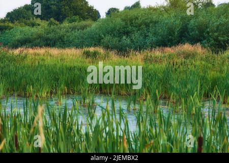 Landscape of overgrown lake with reeds near a lush forest of greenery. Calm lagoon or swamp with wild grass and cattails in Denmark. Peaceful and Stock Photo