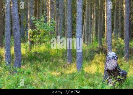 Landscape of pine tree trunks in the woods with lush overgrown grass. Many straight thin trees and a stump in a remote eco forest or wilderness with Stock Photo