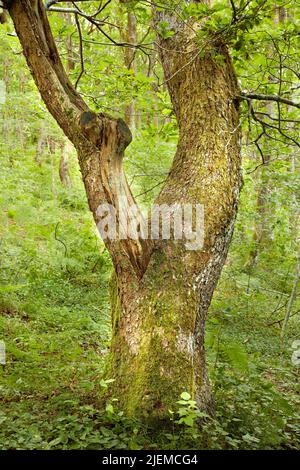 Trunk of an oak tree in green woods. Ancient acorn tree growing in a forest wilderness. One old tree with mossy bark and stump in uninhabited nature Stock Photo