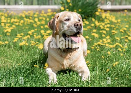 beautiful fawn labrador lies on the grass Stock Photo