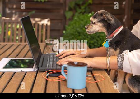 Woman teleworking from home with her dog looking at laptop screen. Stock Photo