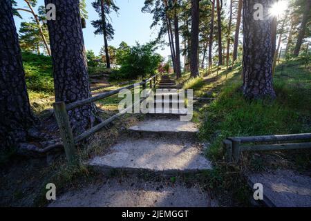footpath with steps in the forest with tall trees and sun rays. Navacerrada. Stock Photo