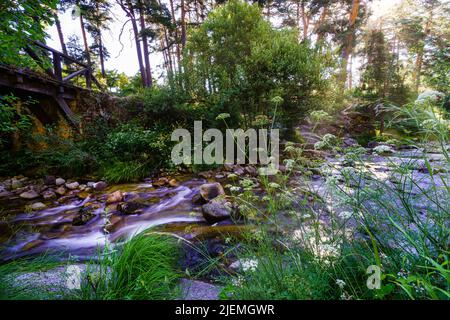 Small stream in the green forest at sunrise with sun rays through the trees. Stock Photo