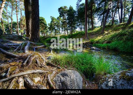 Tree roots on the ground with large stones and transparent stream of water. Stock Photo