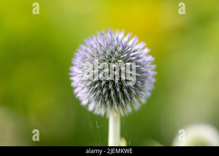 Globe thistle flower, Echinops closeup, UK Stock Photo