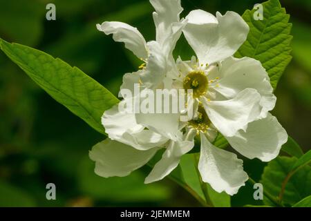 Exochorda 'Snow White', Flower Exochorda serratifolia Stock Photo