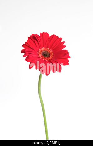 A single red Gerbera flower (African Daisy) against a white background, with lots of copy space (Gerbera x hybrida). Stock Photo