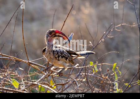 Red-billed hornbill eating a grasshopper in Namibia Africa Stock Photo